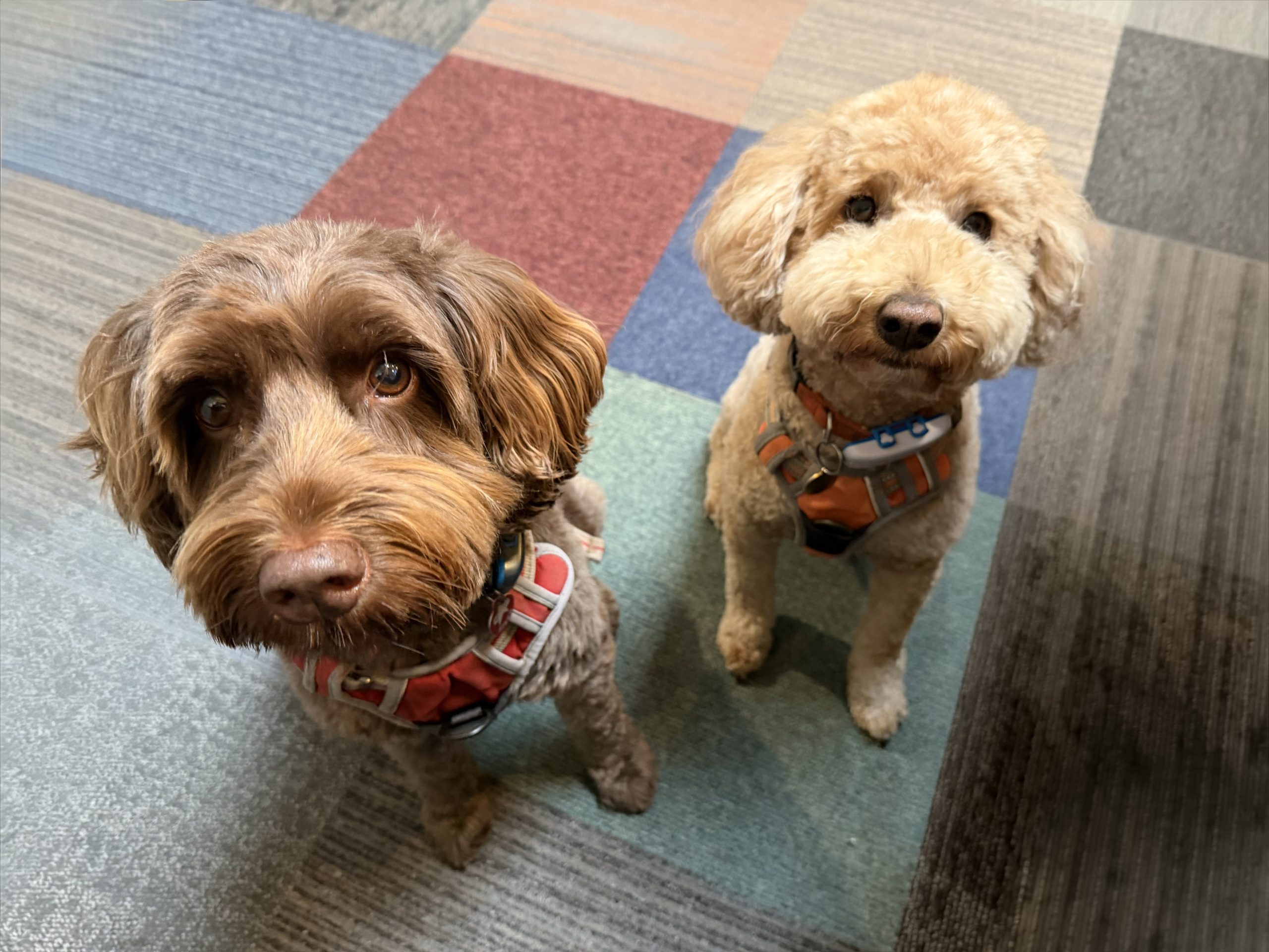 Two dogs sat down